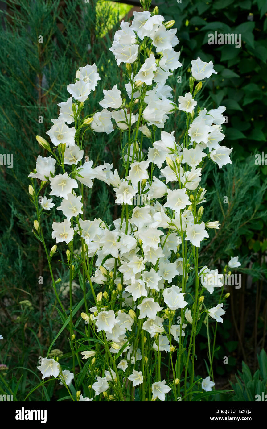 White bell flowers (Campanula persicifolia) as background. Colorful campanula bell flowers in flowerbed. Bell flowers or Campanula growing in garden o Stock Photo