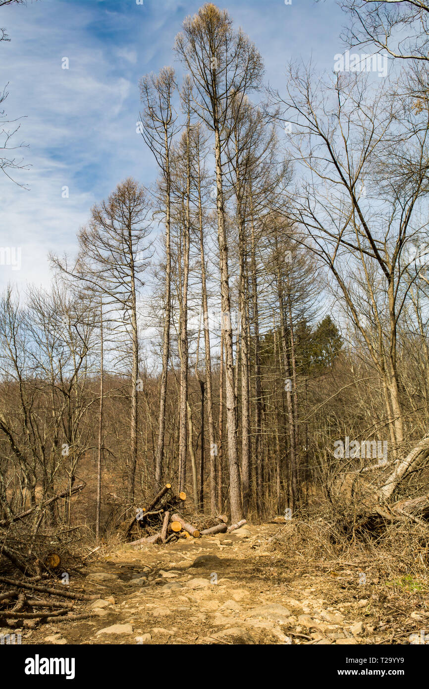 Habitat Loss caused by invasive wood boring beetles. Stock Photo