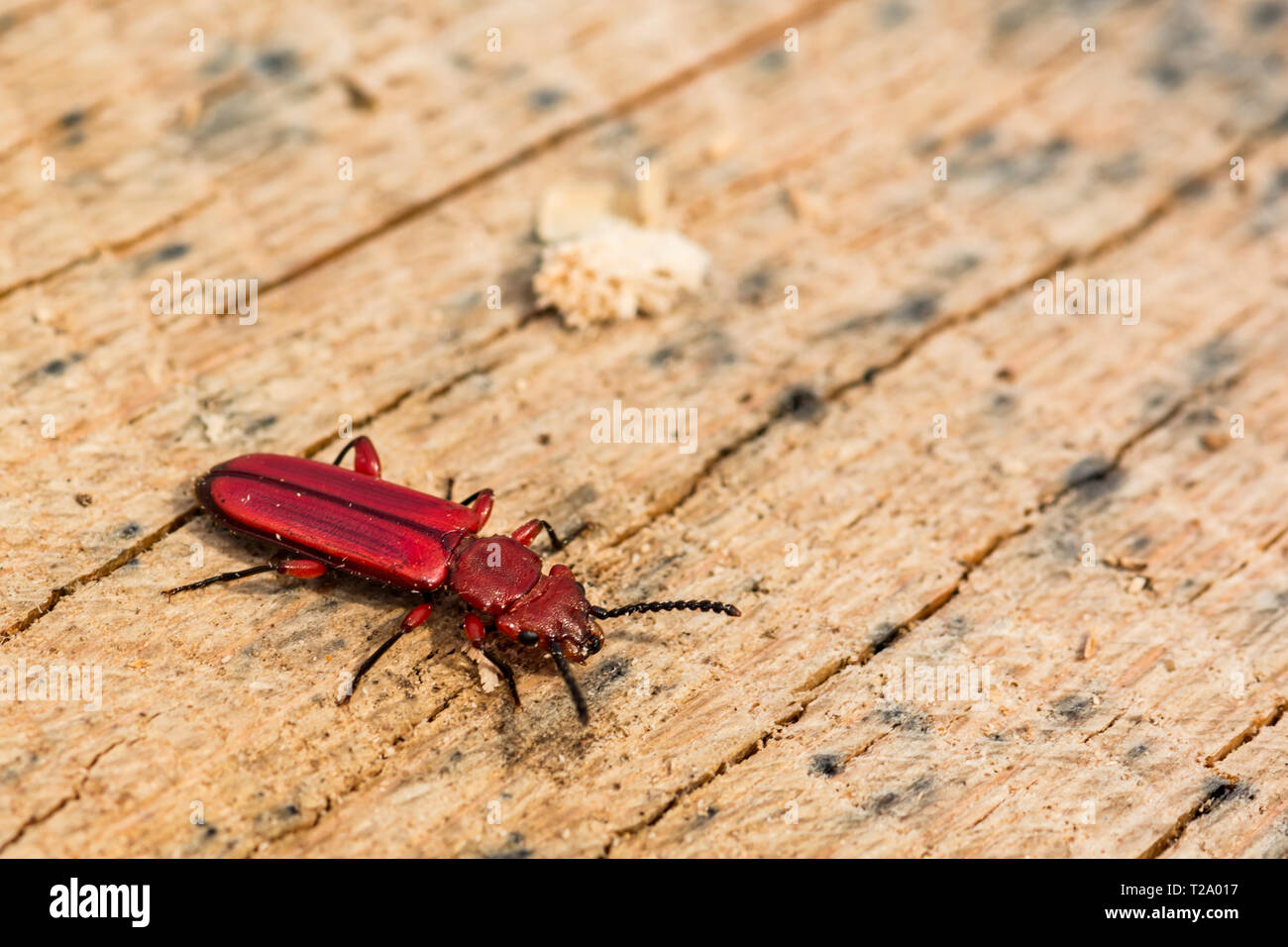 Red Flat Bark Beetle (Cucujus clavipes) Stock Photo