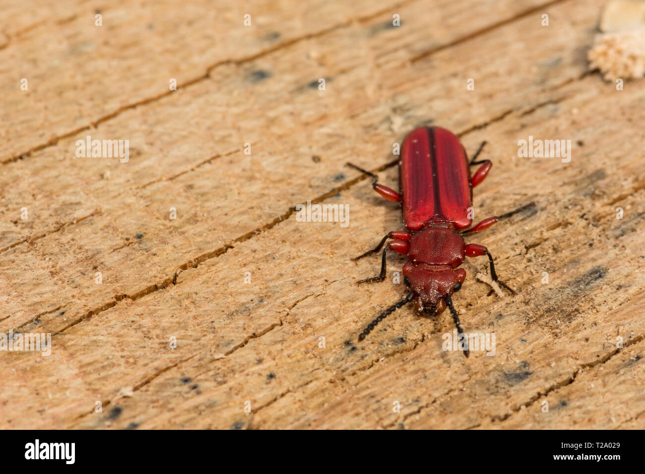 Red Flat Bark Beetle (Cucujus clavipes) Stock Photo