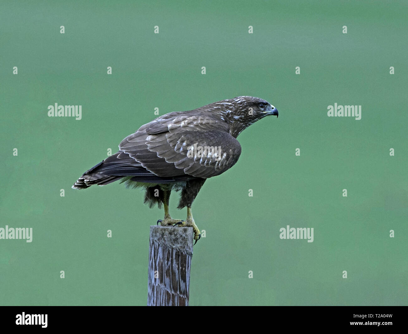 Common buzzard perched on post Stock Photo