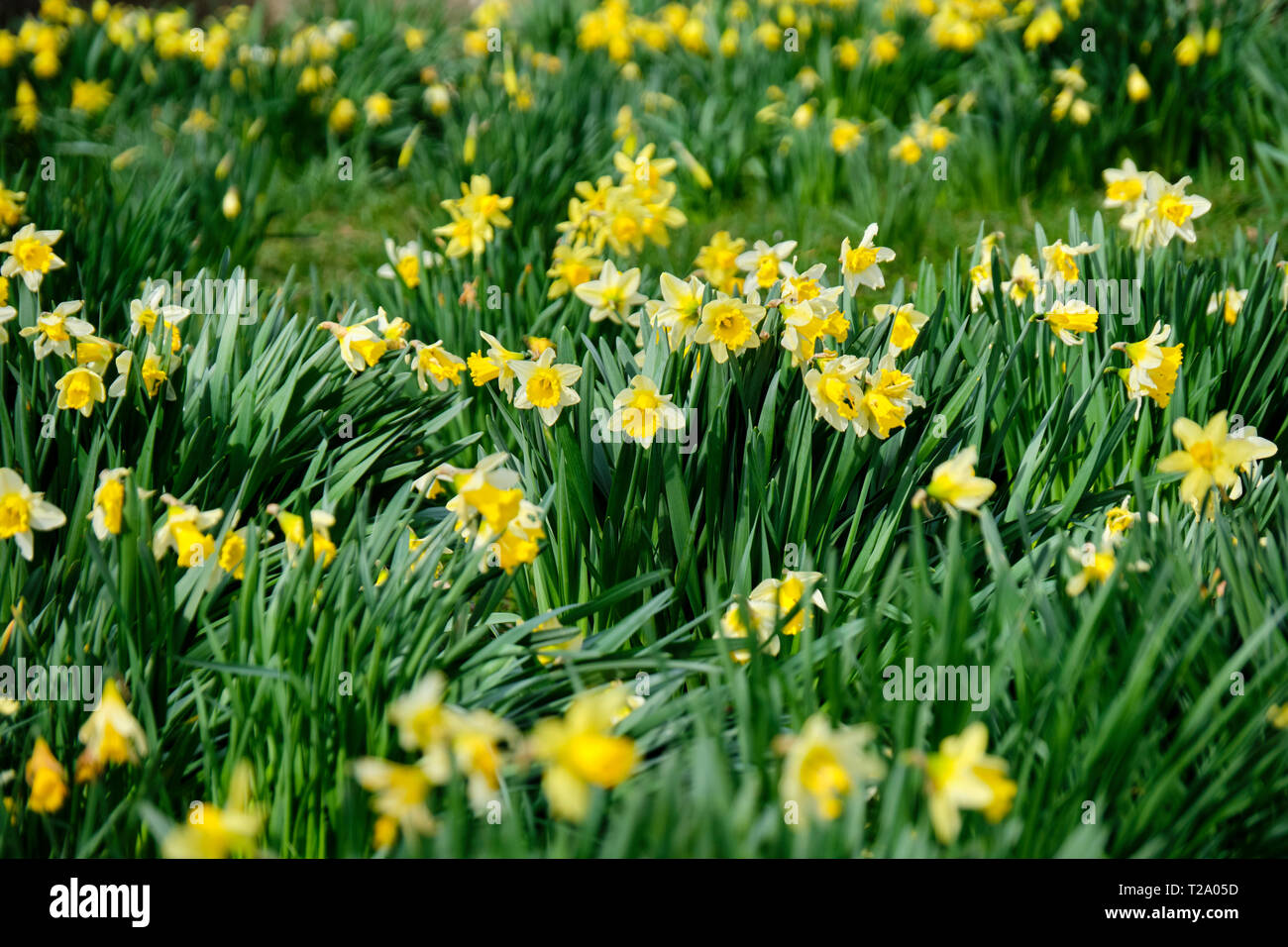 Wordsworth daffodils hires stock photography and images Alamy