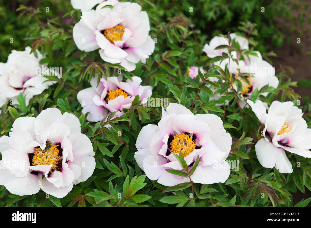 Big white anemone flowers in garden Stock Photo