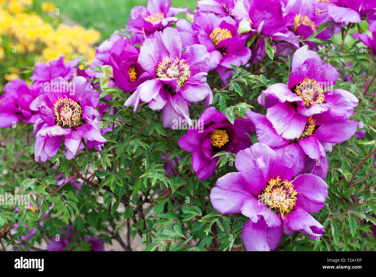 Big lilac anemone flowers in the garden Stock Photo