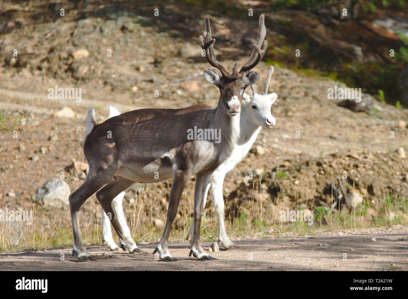 Brown and white reindeer standing together in the sun Stock Photo