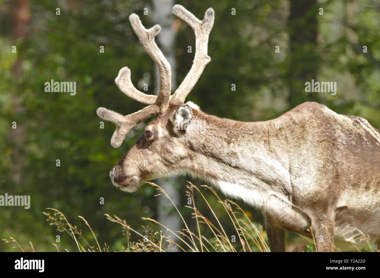Close photo from the side of brown reindeer with big antlers isolated from background. Stock Photo