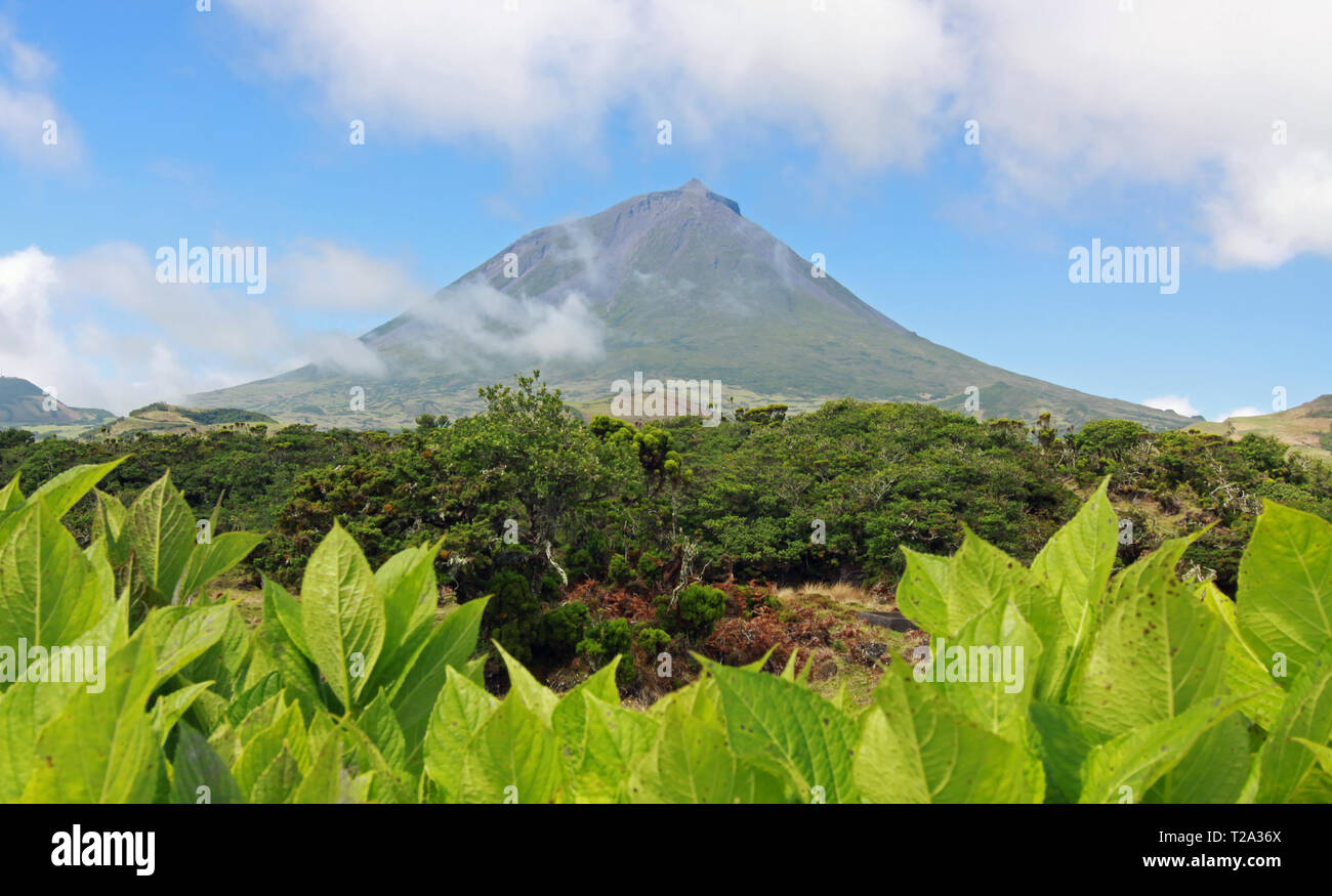 Volcano Mount Pico at Pico island, Azores with Hydrangea leafs in front Stock Photo