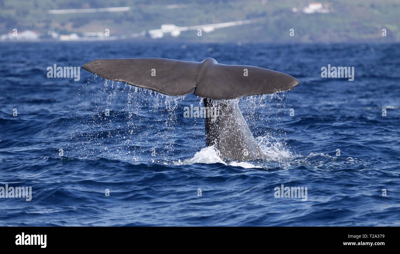 Sperm whale starts a deep dive at the coast near Pico Island (Azores - Portugal) 03 Stock Photo
