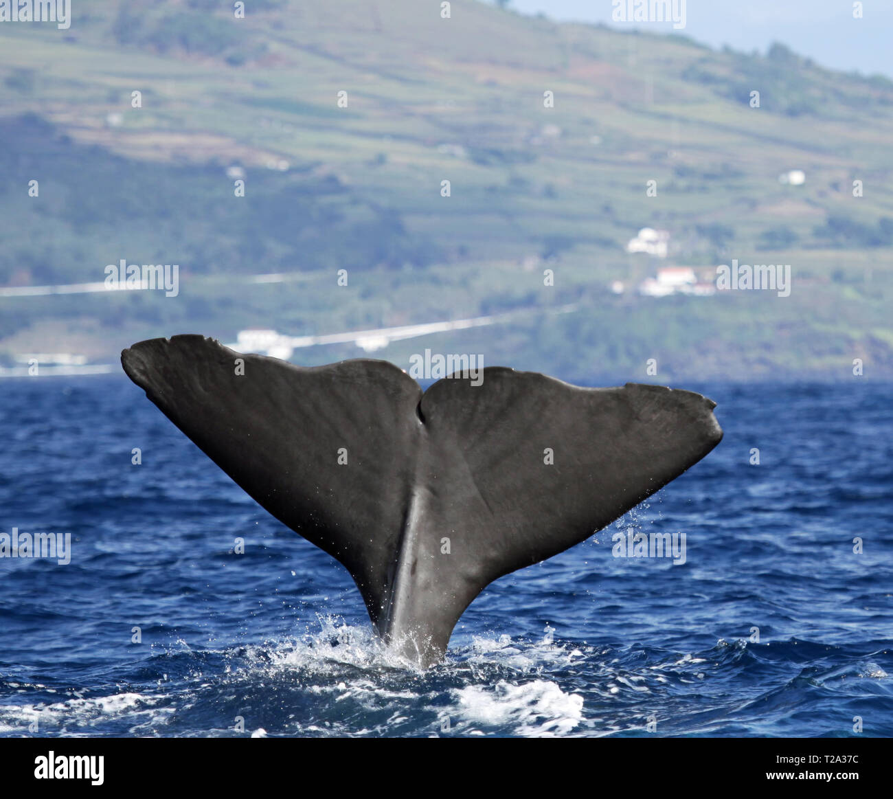 Sperm whale starts a deep dive at the coast near Pico Island (Azores - Portugal) 02 Stock Photo