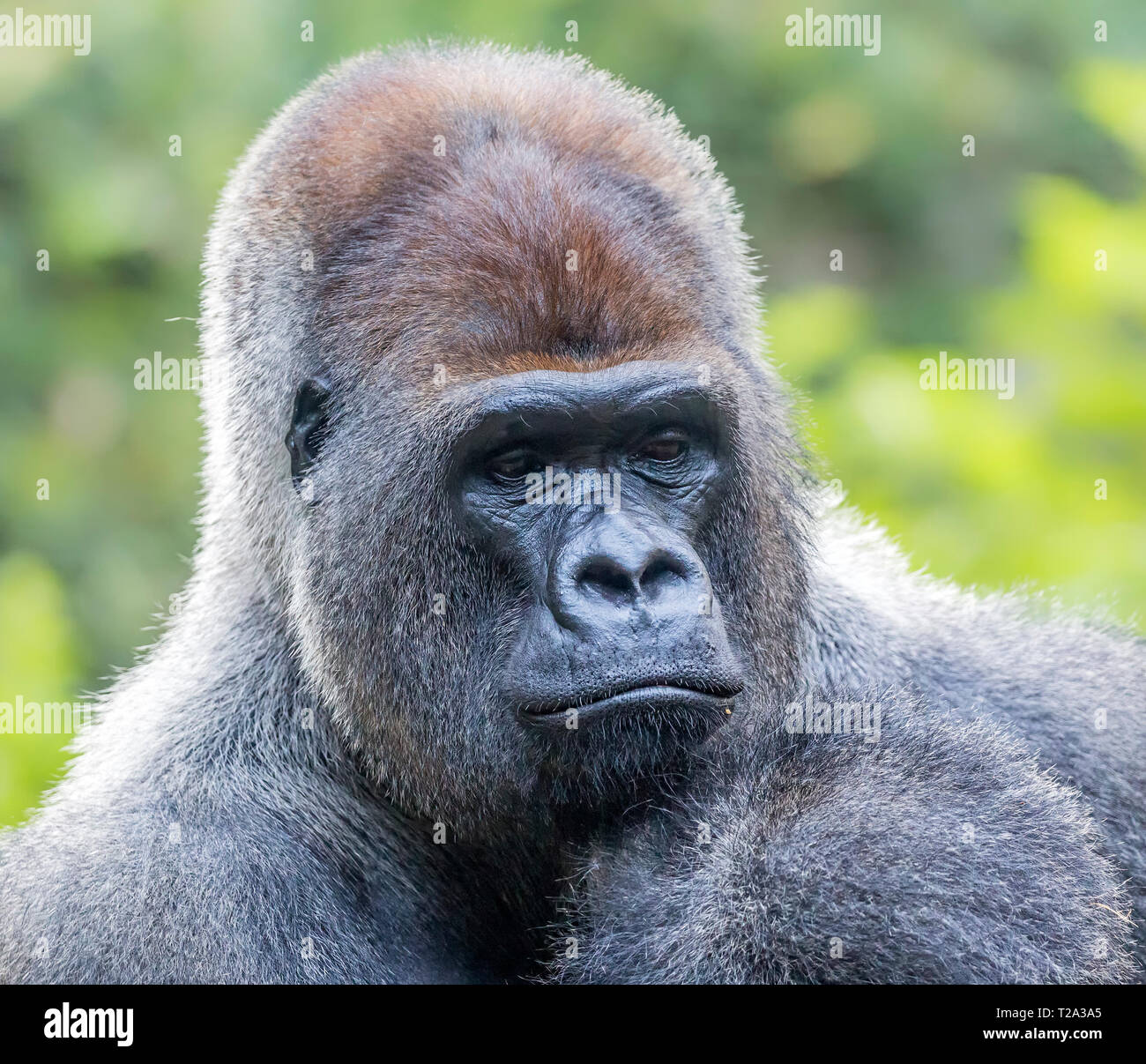 Close up of a male Western Gorilla Stock Photo
