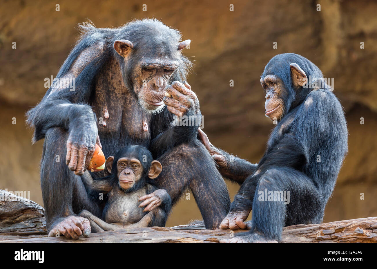 Close up of a Chimpanzee-family (mother and her two kids) Stock Photo