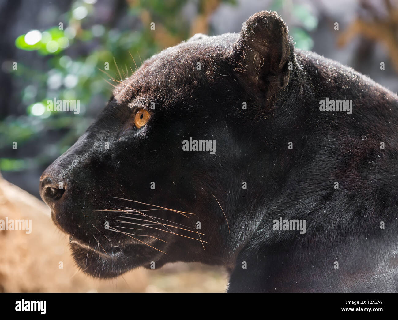 Close-up view of a black Jaguar (Panthera onca) Stock Photo