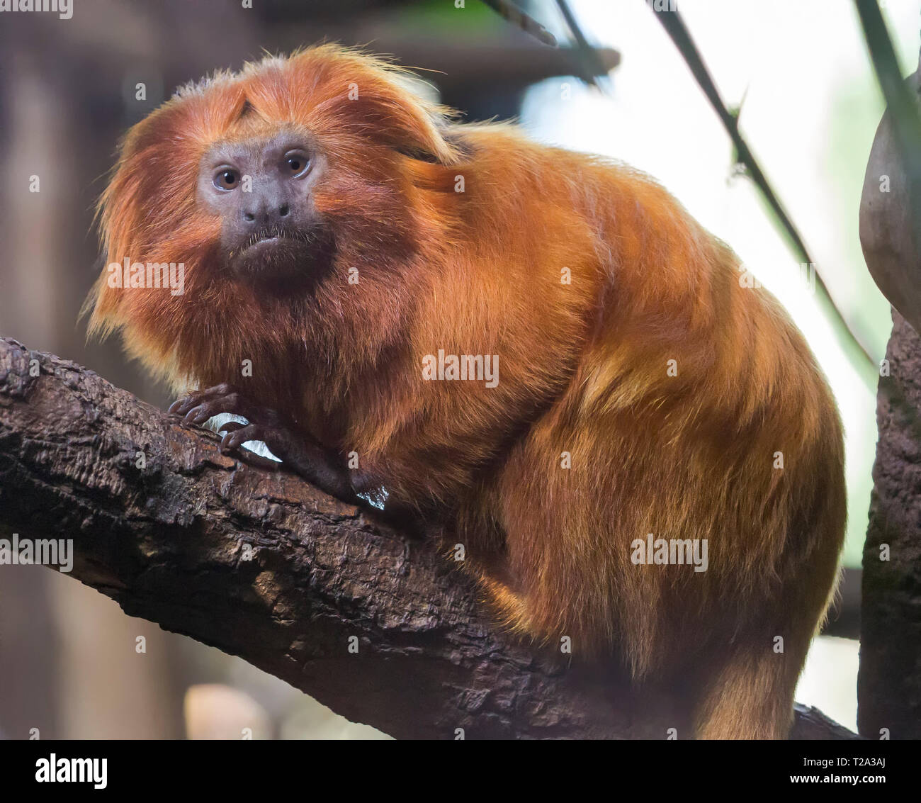 Close up of a Golden lion tamarin Stock Photo