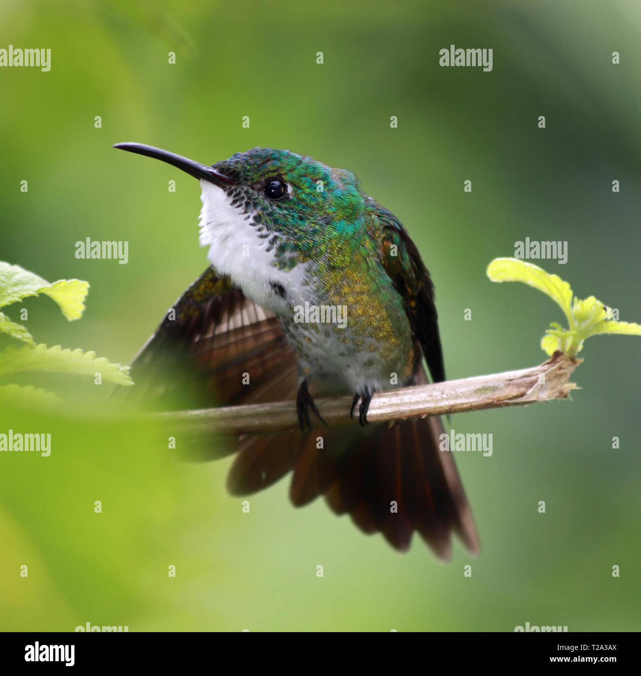 Hummingbird White-chested Emerald (Amazilia brevirostris) - Asa Wright Nature Centre, Trinidad Stock Photo