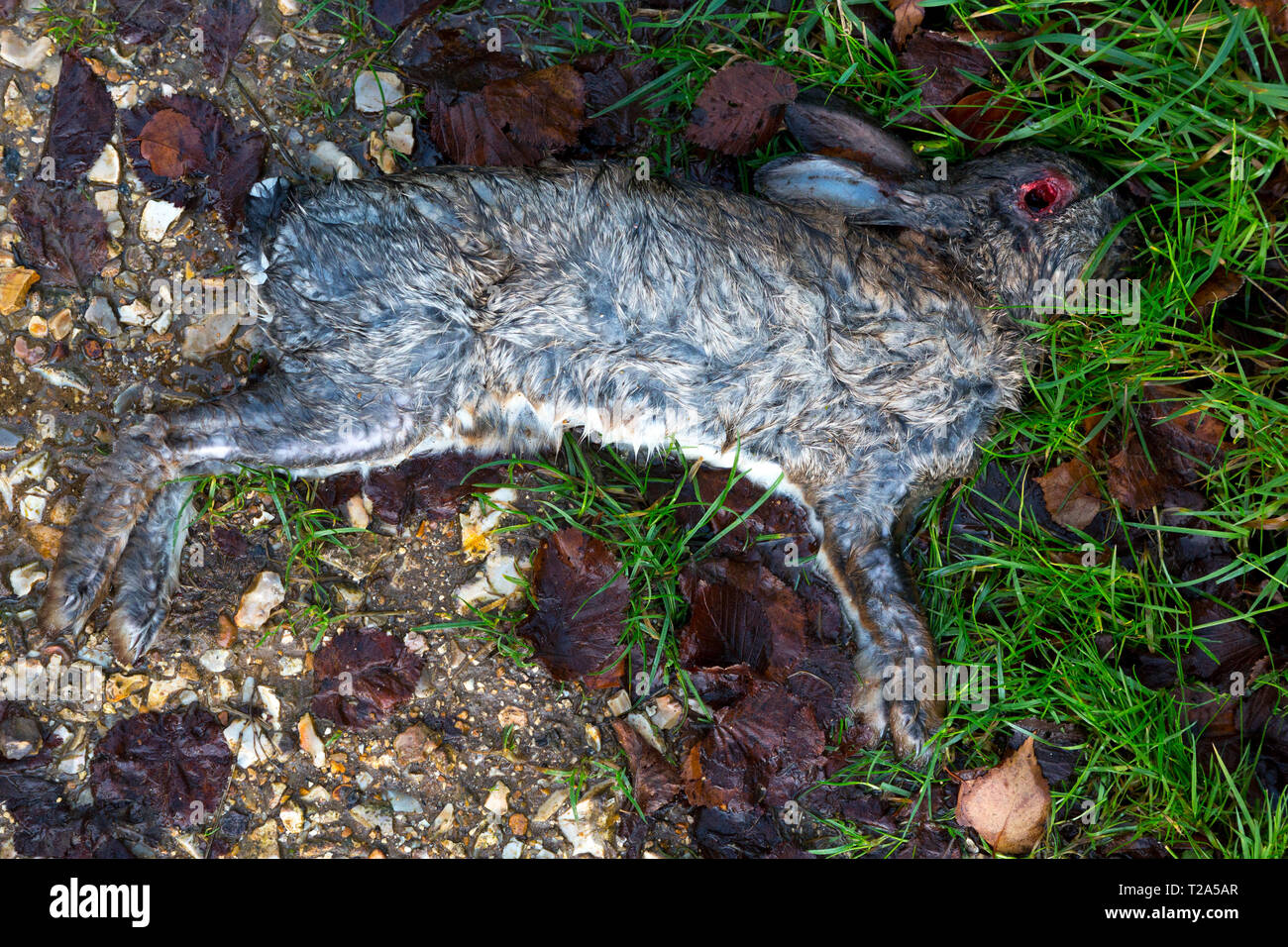 dead,rabbit,in,the,rain,with,eye,eaten,out,lying,on,grass,verge,near,road,England, Stock Photo
