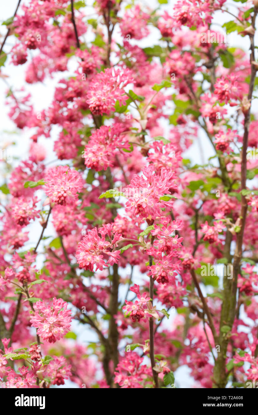 Ribes sanguineum. Flowering currant in early spring. Stock Photo