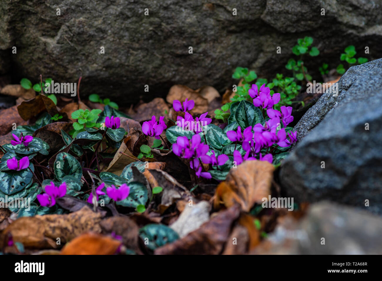 First spring flowers in the wood Erythronium Sibiricum, spring time card concept Stock Photo