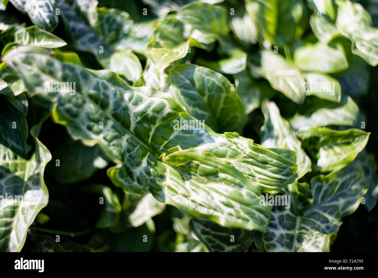 Italian Lords and Ladies (Arum italicum ‘Marmoratum’), variegated arrow-shaped leaf perennial Stock Photo