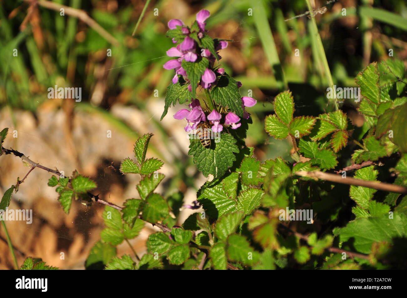 in wildness on pink flower in the field Stock Photo Alamy