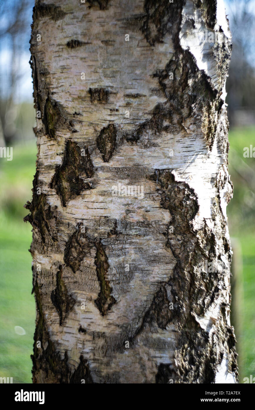 Close Up Of Old Silver Birch Tree Bark Trunk Uk Stock Photo Alamy