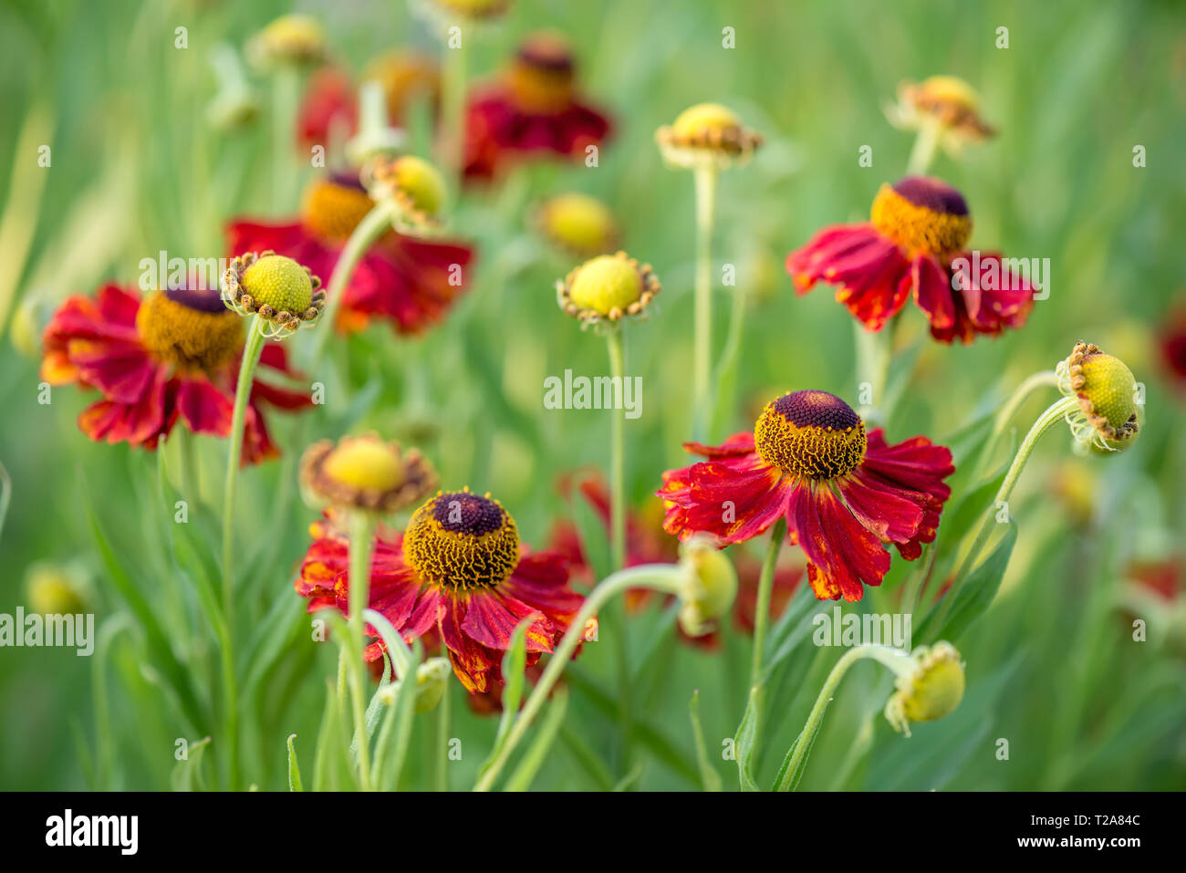 Close-up view of helenium flowers on blurred green background Stock Photo