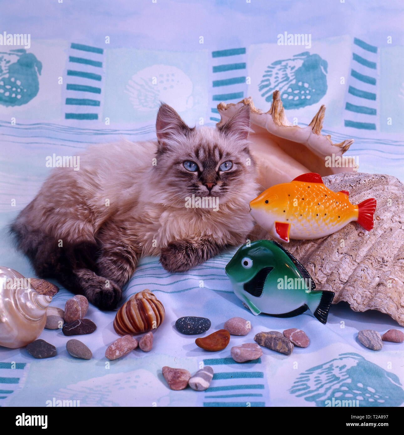 Sea still life a kitten with sea pebbles, shells and toy small fishes. Stock Photo