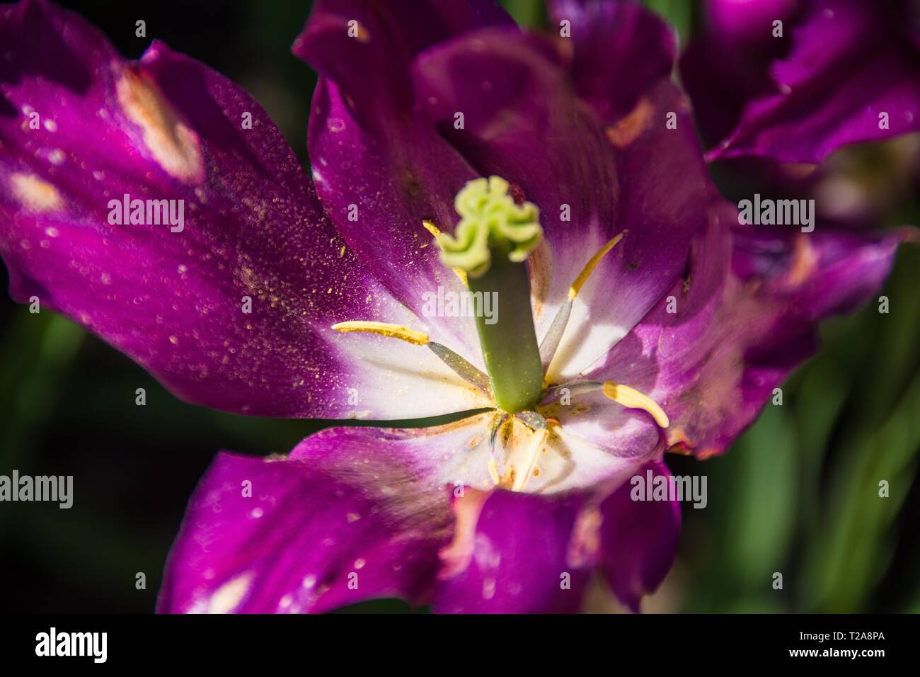 Closeup of an open purple Parrot Tulip with scattered pollen grains reveals its 6 stamens and 3-lobed ovary, terminated by a sessile 3-lobed stigma. Stock Photo