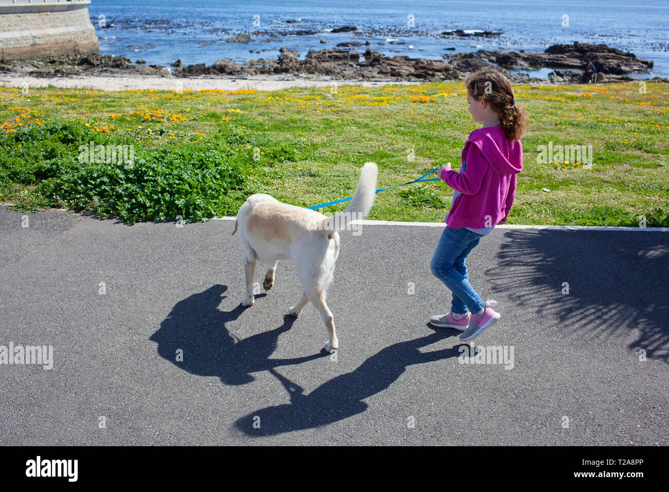 Young girl walking her dog along Sea Point Promenade Stock Photo