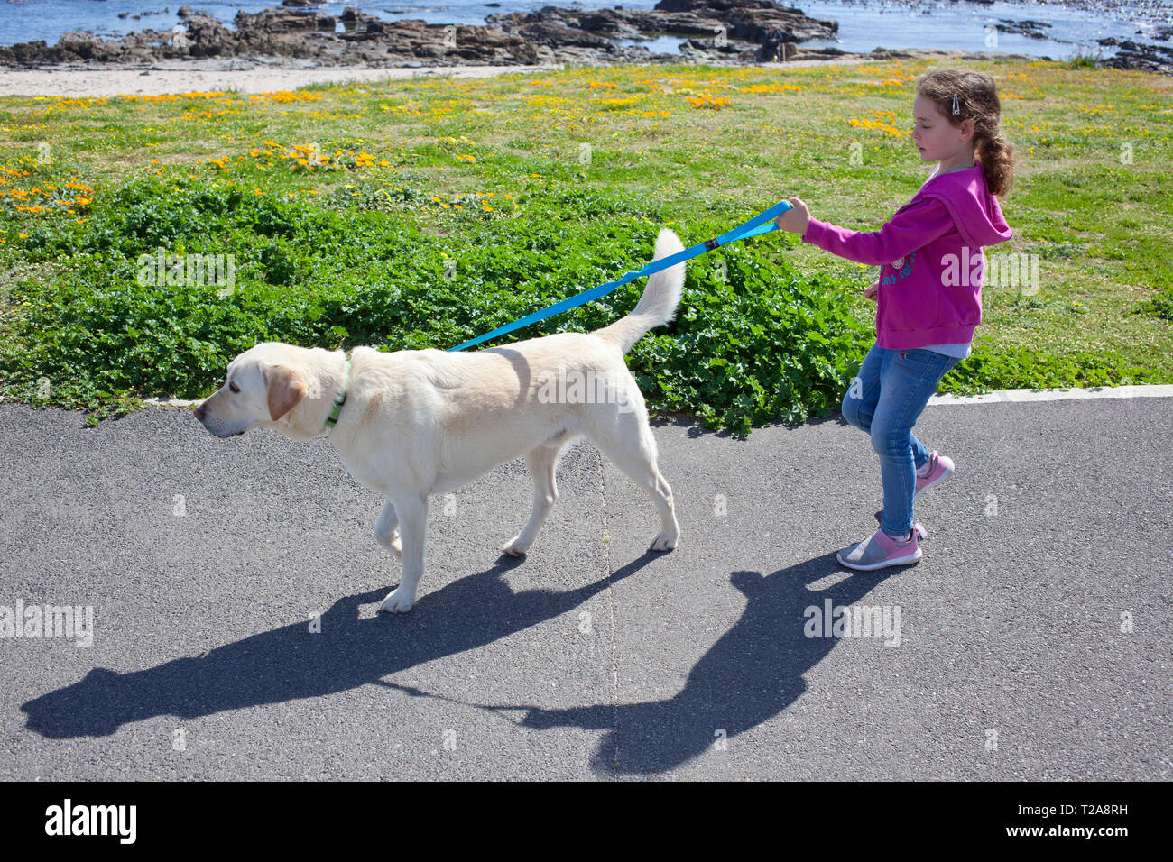 Young girl walking her dog along Sea Point Promenade Stock Photo