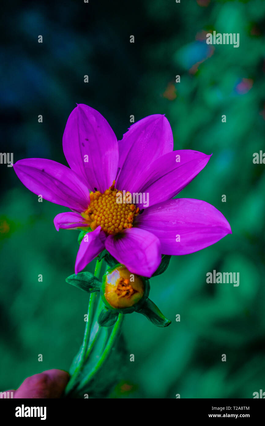 flor que hace en las orillas de rios de un pueblo de Guatemala  quetzaltenango, cajola un municipio donde nace el rios samala  florece por tempradass Stock Photo