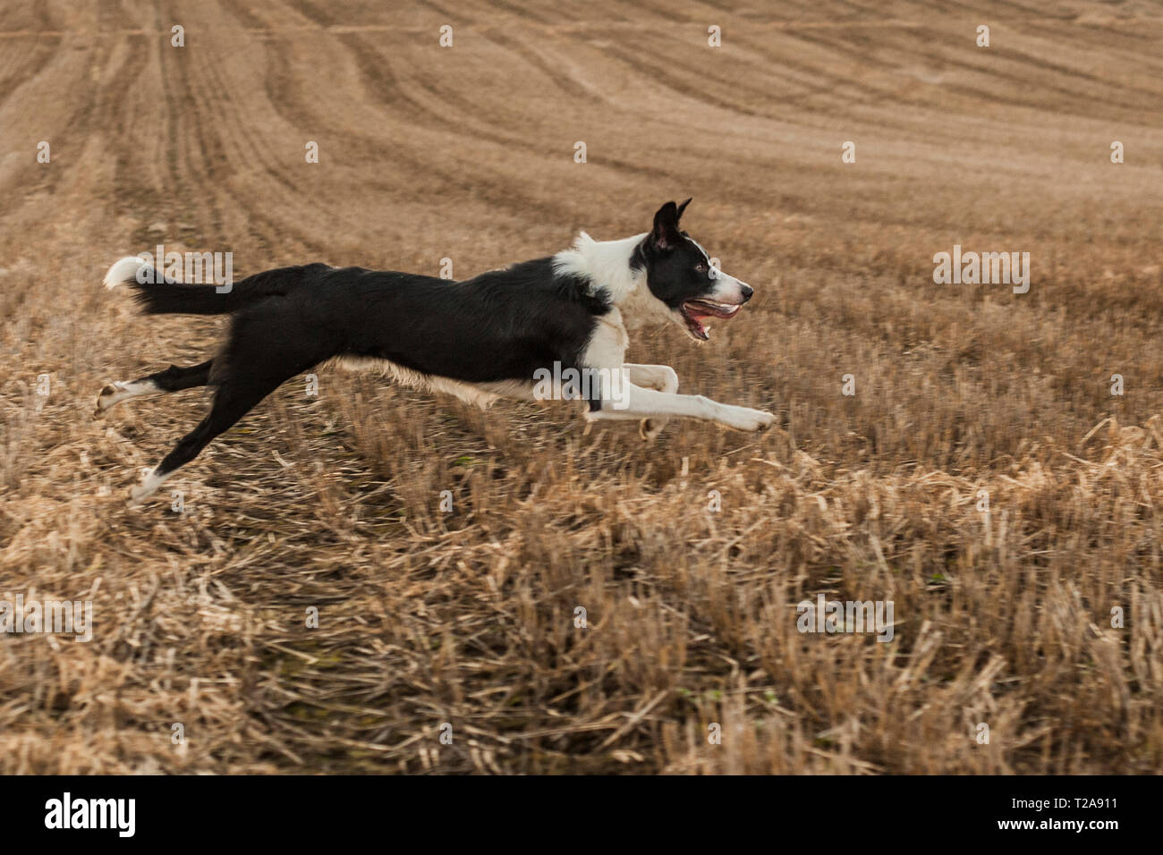 Short haired border collie dog running on a field Stock Photo - Alamy