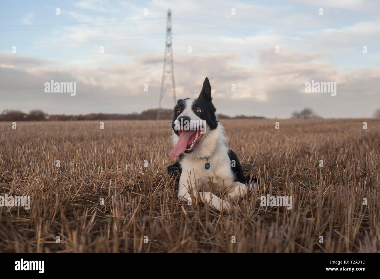 Border Collie relaxing on a field with his tongue out Stock Photo