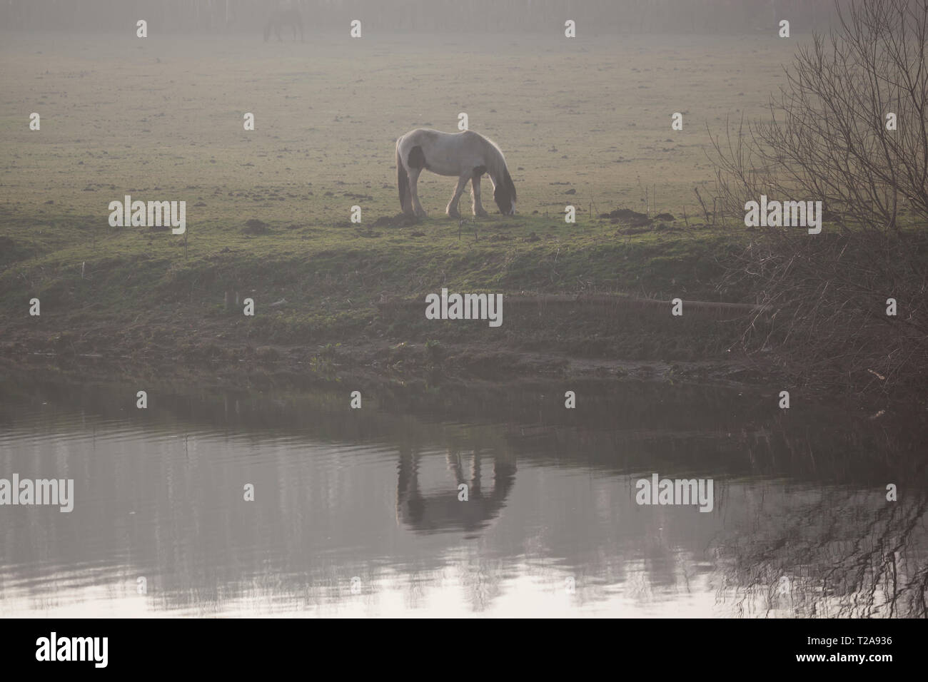 Horse Reflection in the river on a foggy day. Stock Photo