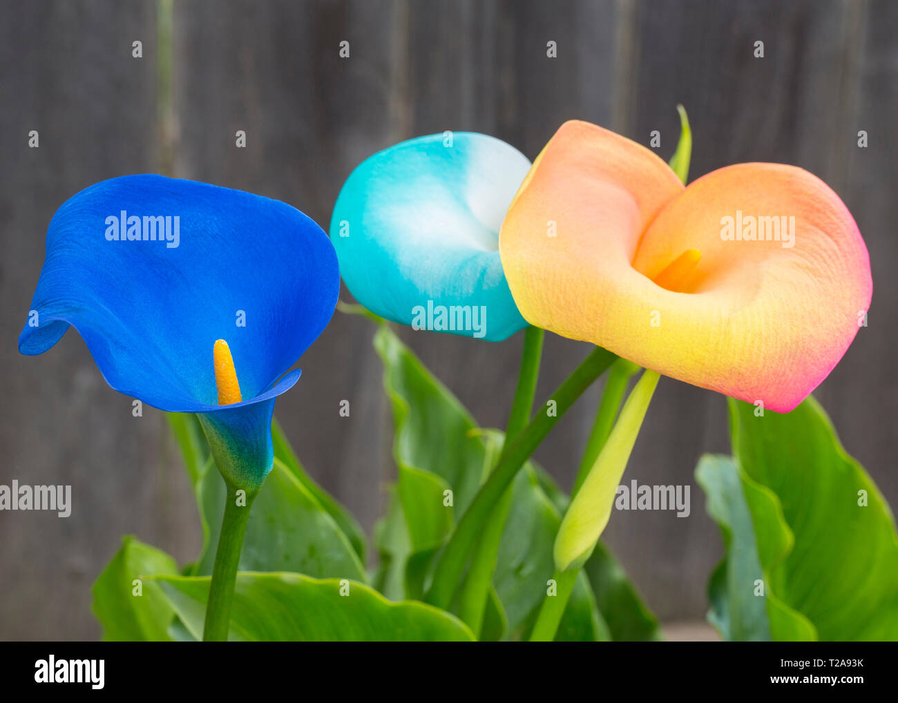 Calla Spring Rose Spring Calla lilies handcolored in Napa, California Stock Photo - Alamy