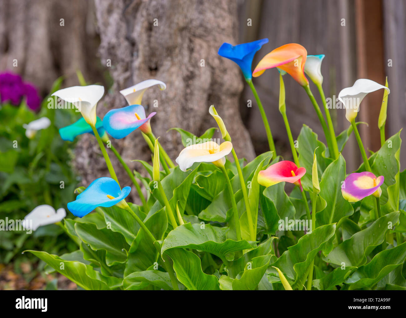 Spring Calla lilies handcolored in Napa, California Stock Photo