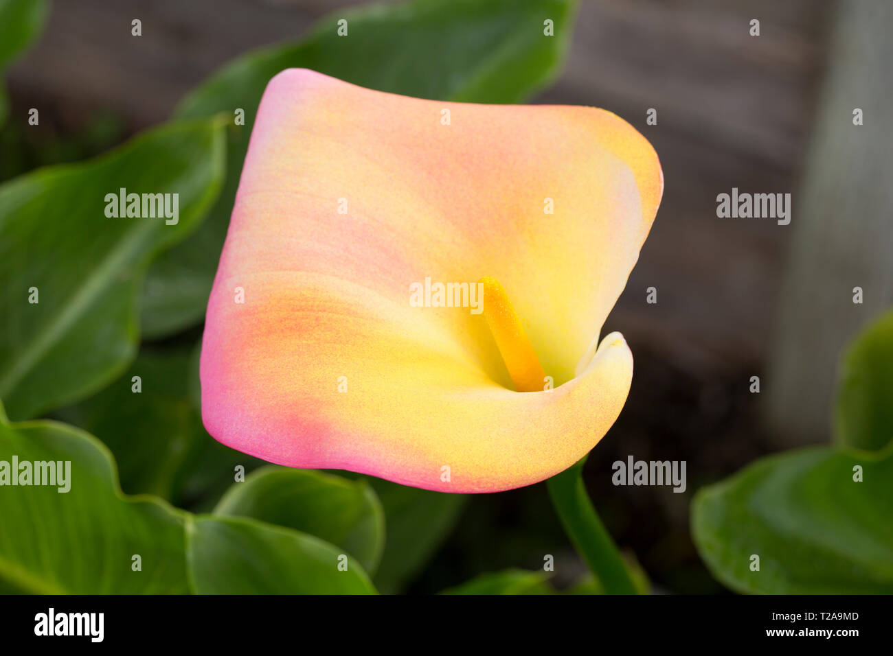 Calla lily handcolored by artist-gardener Ginger Harness, Napa, California Stock Photo