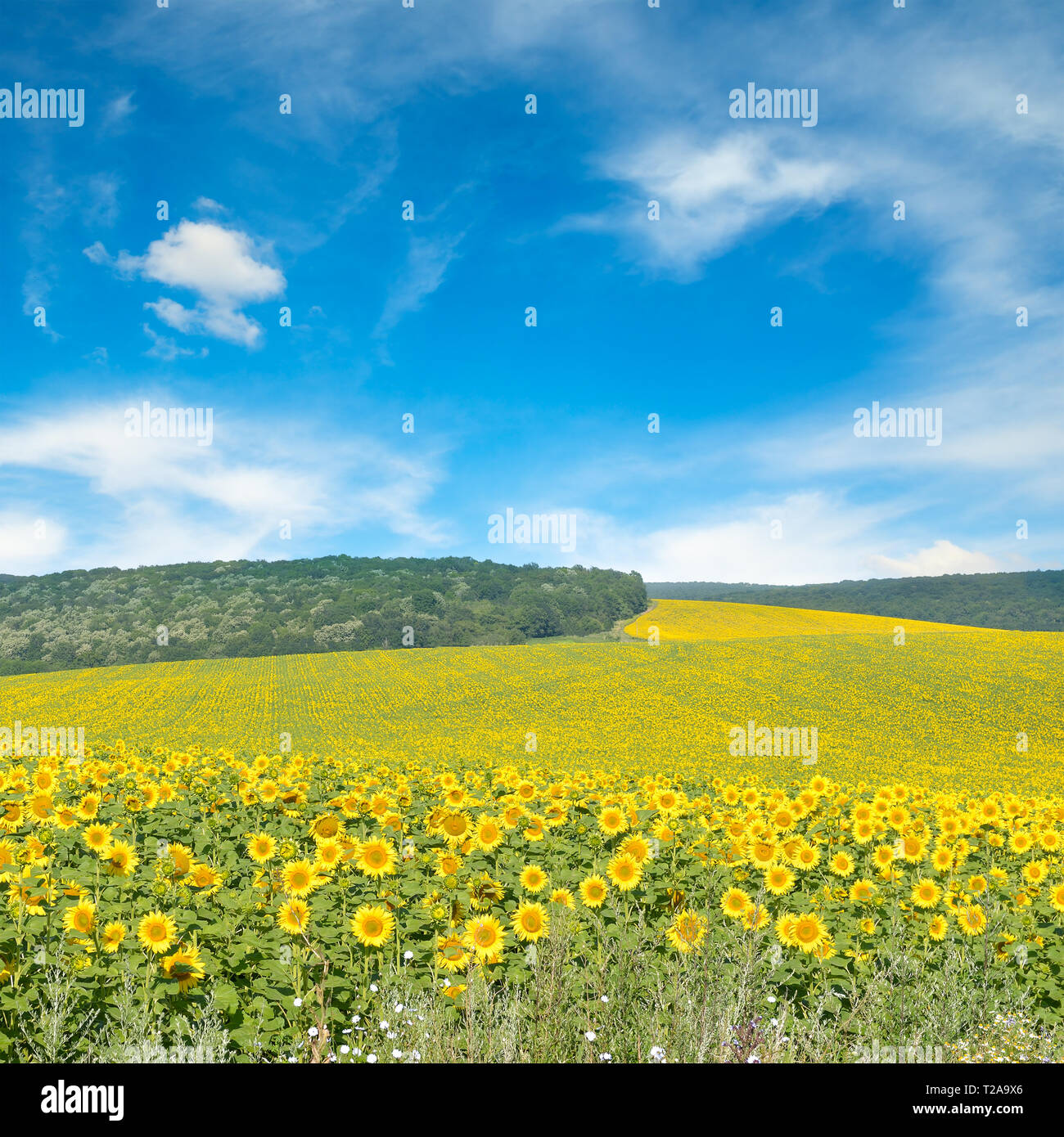 Sunflower field and blue sky. Copy space Stock Photo - Alamy