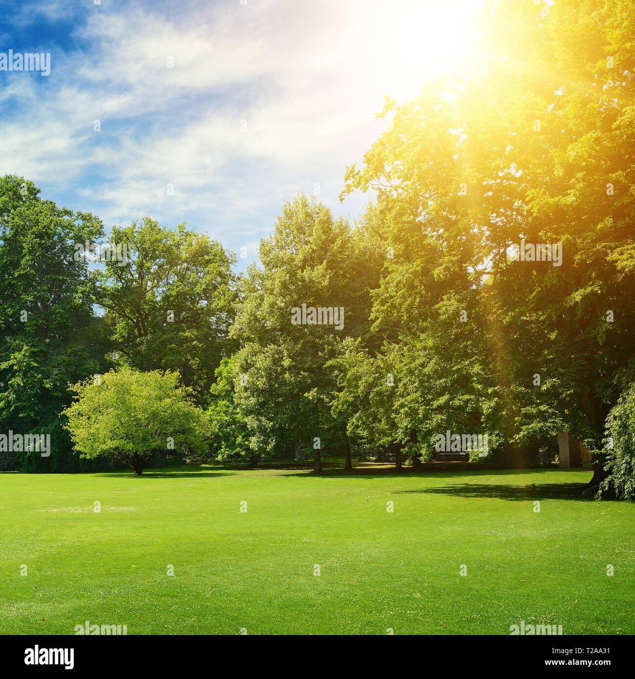 Summer sun illuminates park covered trees and green grass Stock Photo ...