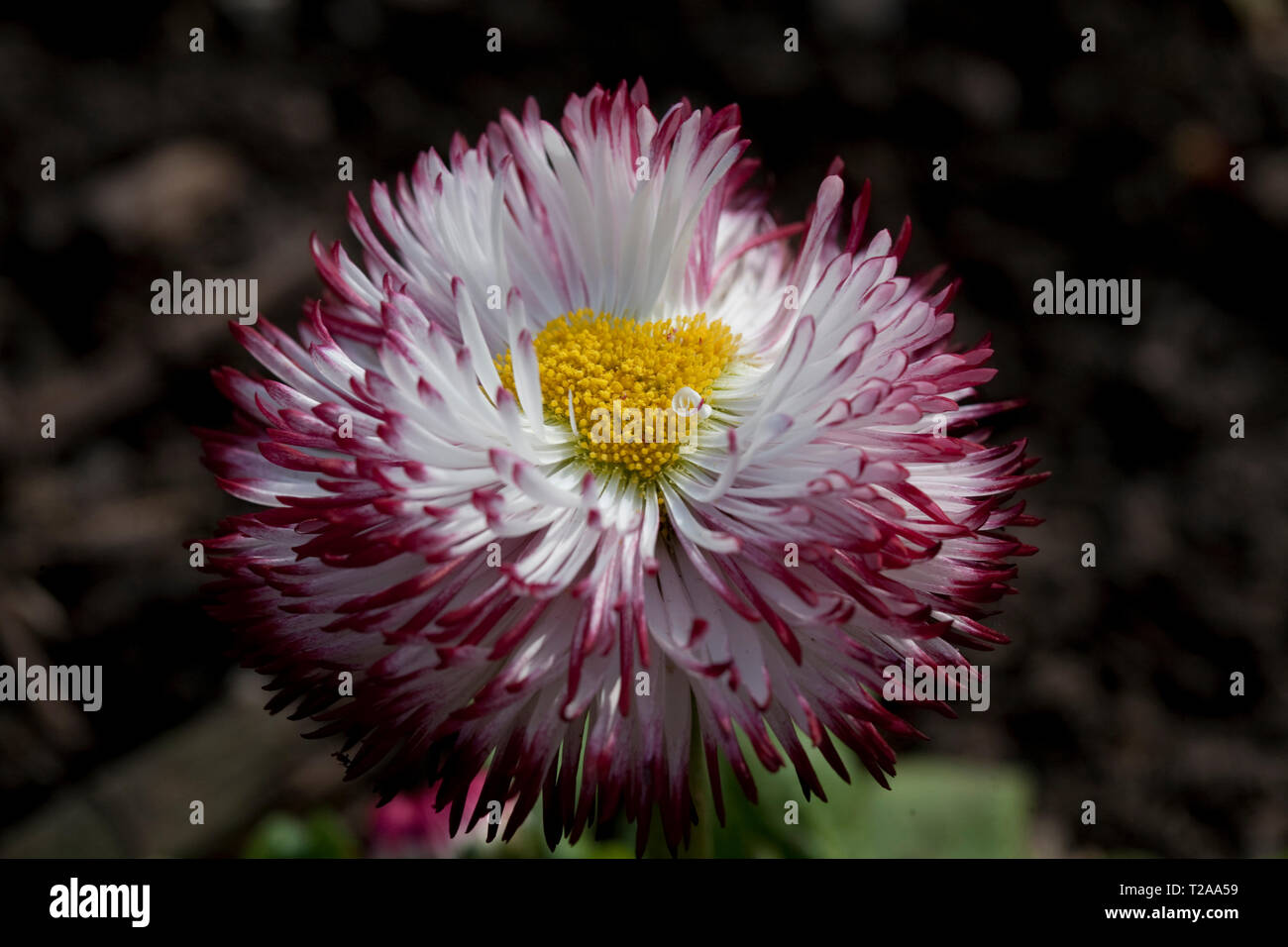 Close up view of a Bellis Perennis 'Pomponette' Bicolour Daisy Stock Photo