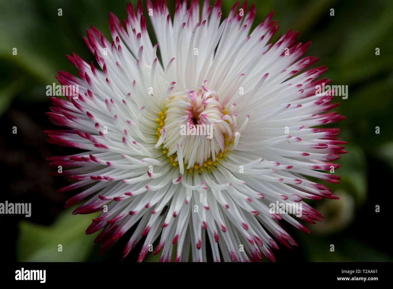 Bellis Perennis 'Pomponette' bicolour Stock Photo