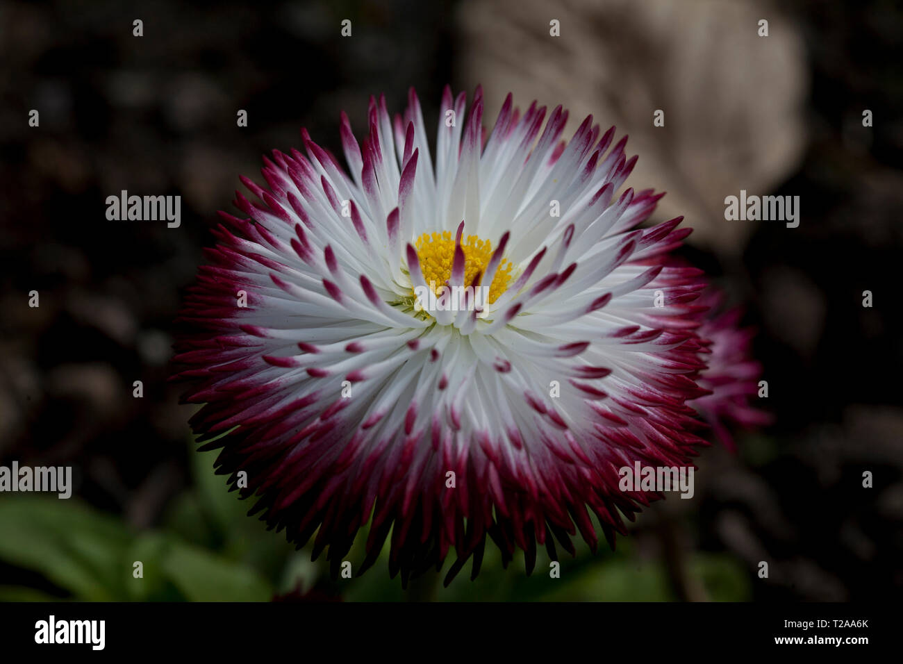 Bellis Perennis 'Pomponette' bicolour Stock Photo