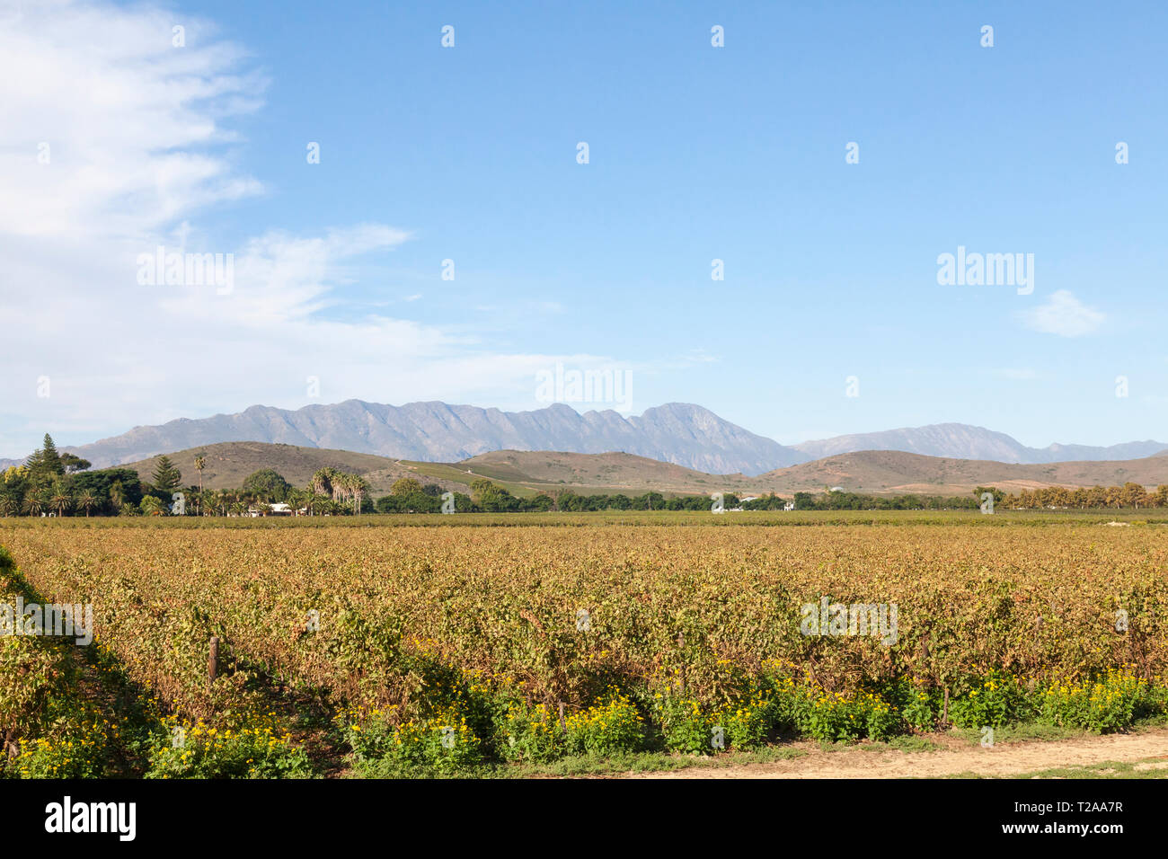 Scenic landscape of vineyards in the Robertson Wine Valley, Western Cape Winelands, Route 62, South Africa, with the Langeberg Mountains Stock Photo