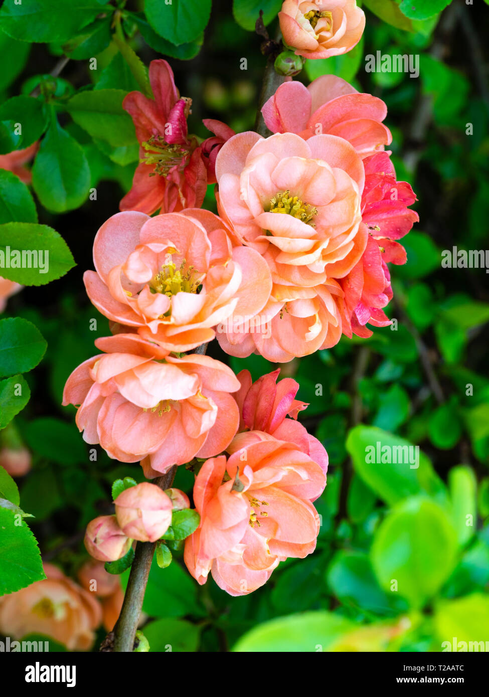 Coral pink, early spring semi double flowers of the ornamental Japanese quince, Chaenomeles x speciosa 'Geisha Girl' Stock Photo