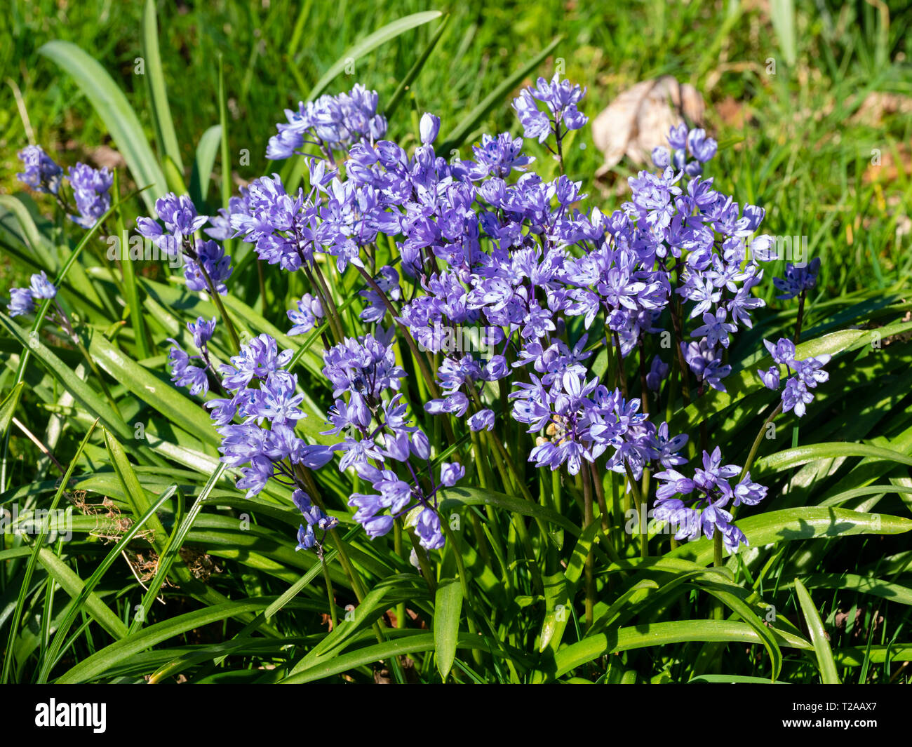 Massed spring flowers of the bulbous Turkish squill, Scilla bithynica, naturalised in grass Stock Photo