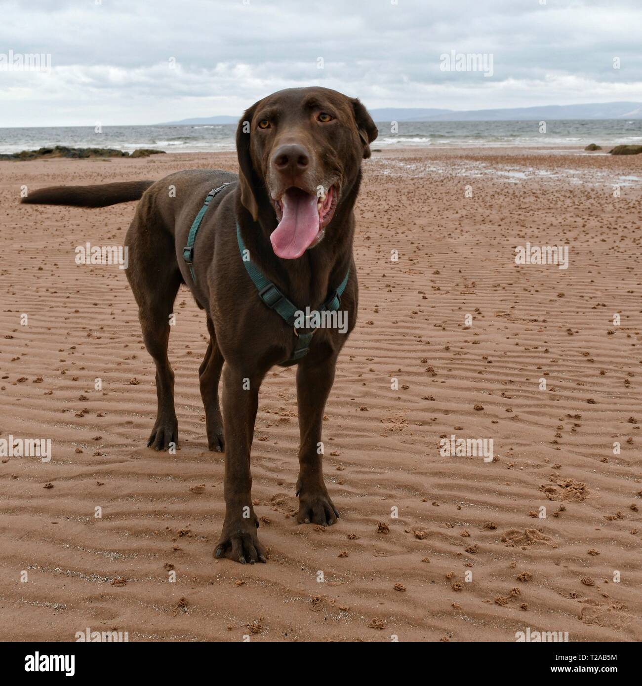 Labrador on Seamill Beach Stock Photo