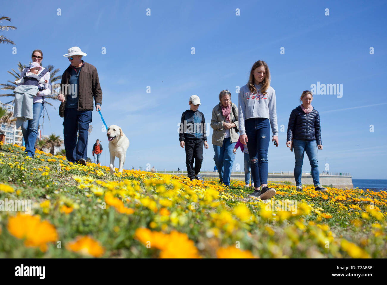 A family and their dog walking along the promenade, Sea Point, Cape Town. Stock Photo