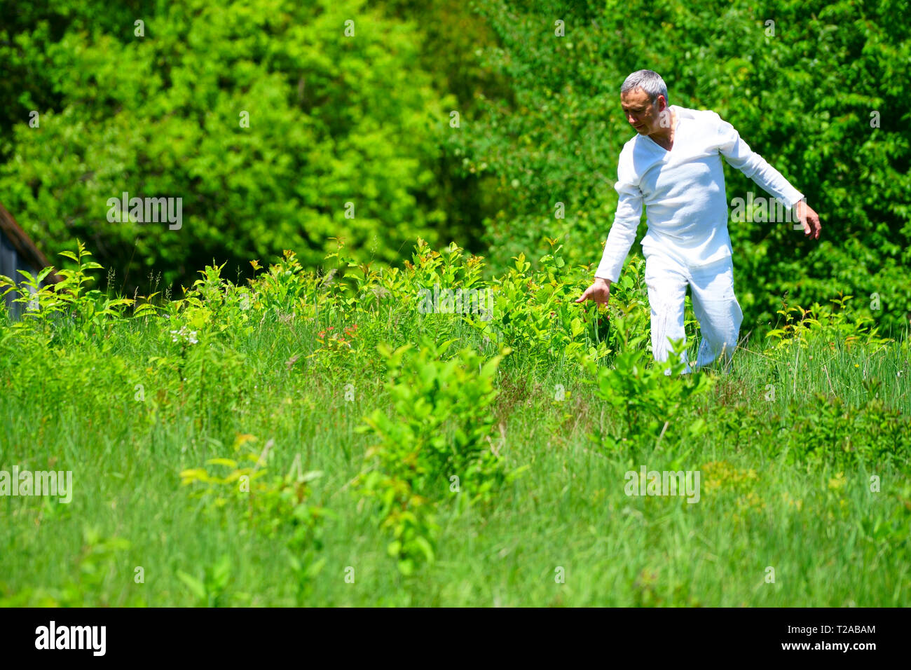 A man in white clothes walking in a field and touching flowers, surrounded by green. Stock Photo