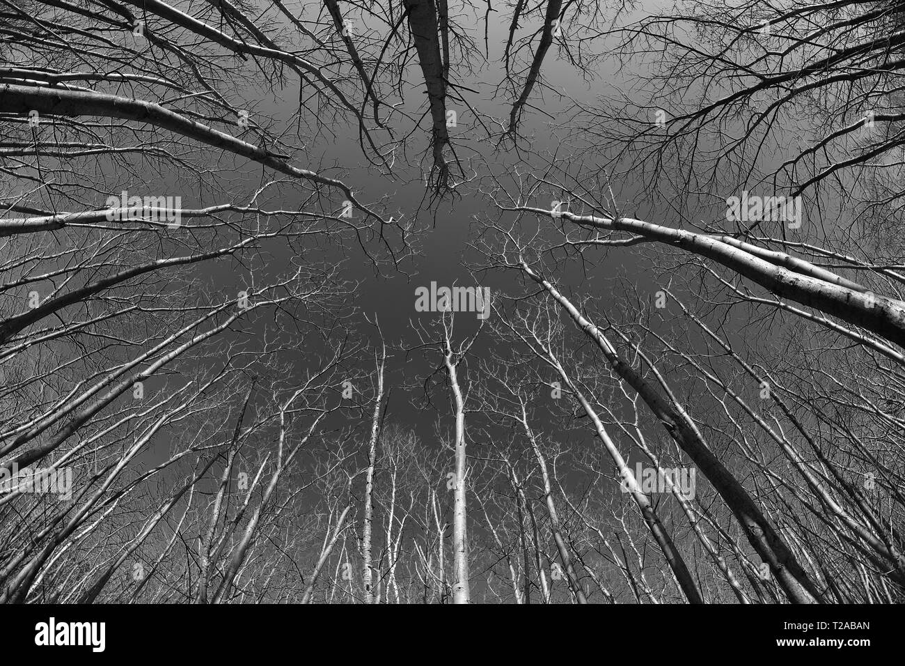 Leafless trees shot in monochrome through a fish-eye lens in Kent, England. Stock Photo