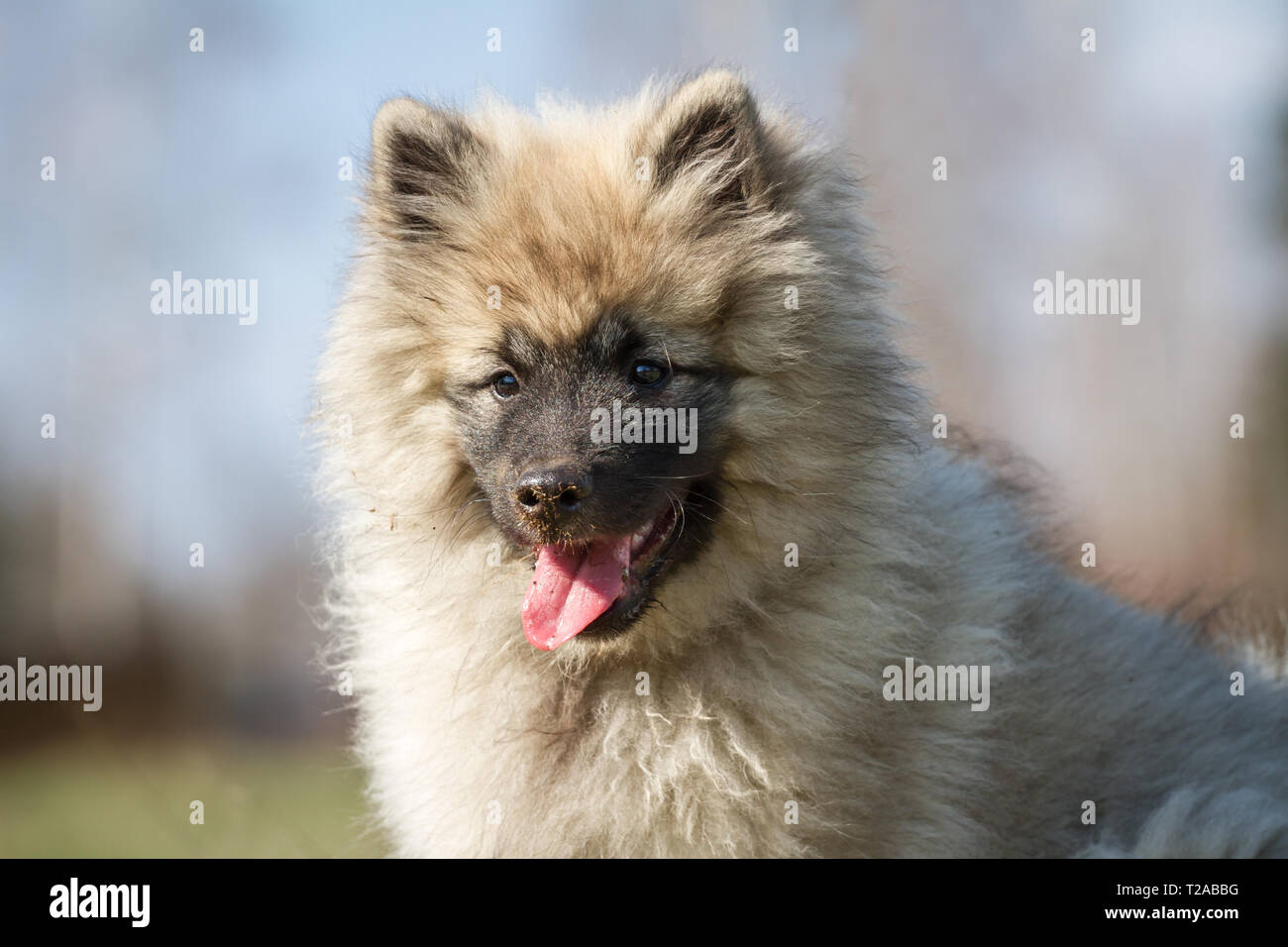 Page 2 Spitz Puppy High Resolution Stock Photography And Images Alamy