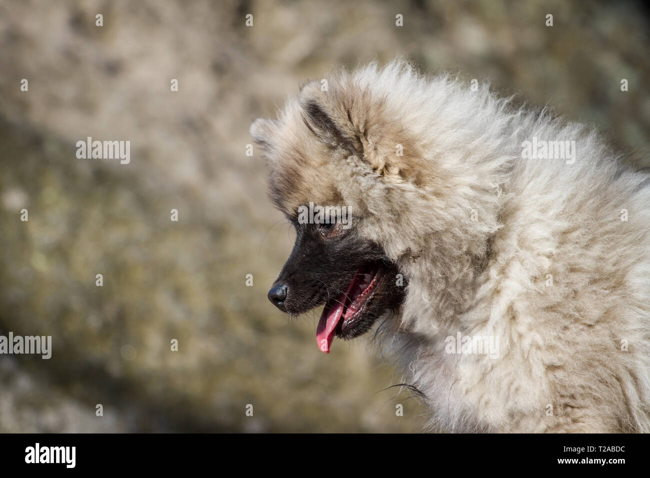 Wolfsspitz (Keeshond) puppy portrait Stock Photo